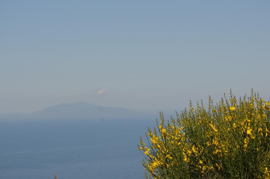 Le Ginestre Di Capri Bb & Holiday House Анакапрі Екстер'єр фото